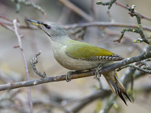 Grey-headed woodpecker (Picus Canus)