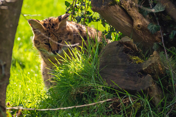 A young serval, hidden behind branches, is looking for its prey.