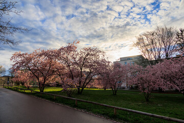 Fototapeta premium Ornamental cherry trees in bloom at Petuelpark in Munich Milbertshofen on a cloudy day in spring