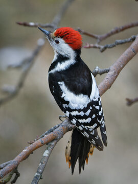 Middle spotted woodpecker (Dendrocoptes medius)