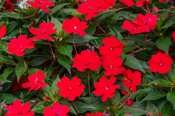 Red balsam flowers o - obrazy, fototapety, plakaty