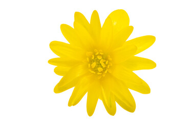 yellow spring buttercup isolated