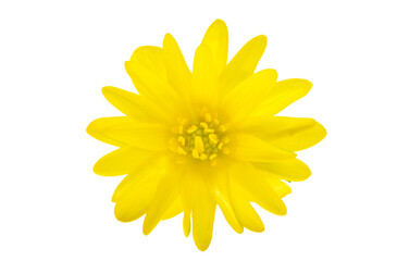 yellow spring buttercup isolated