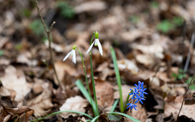 snowdrop first spring flower