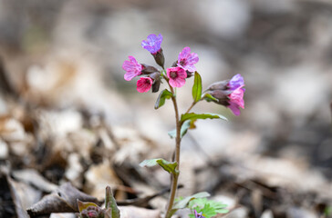 Lungwort first spring flower
