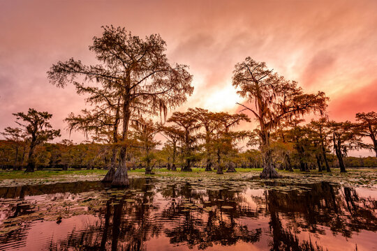 The beauty of the Caddo Lake with trees and their reflections at sunrise