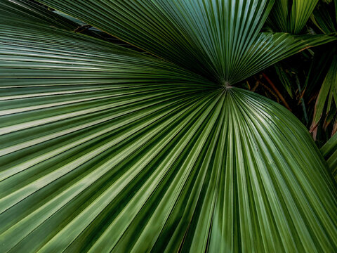 radiating green palm tree leaf close-up from above
