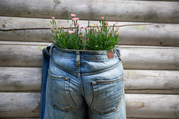 Upcycling and recycling concept - old jeans are now used as planting pots - 762162742