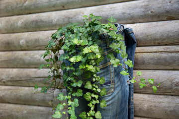 Upcycling and recycling concept - old jeans are now used as planting pots