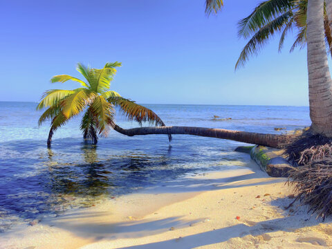 Leaning palm tree over tropical ocean &mdash; exotic beach POV escape