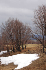 The yellow fields contrast with the remaining patches of white snow. The trees stand bare against a cold background. The landscape transitions from winter to spring, showing signs of new life emerging