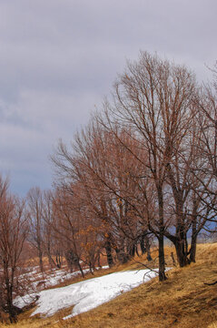 The yellow fields contrast with the white snow, signaling the arrival of spring. The trees stand bare, protecting from the last vestiges of winter. Withered grass hints at the change of seasons.