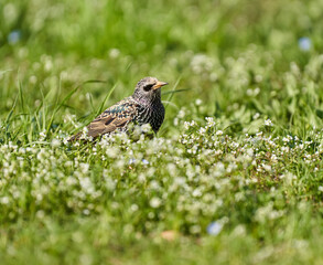Starling trying to catch flies in the grass