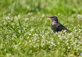 Starling trying to catch flies in the grass