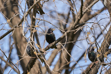 Starling bird perched