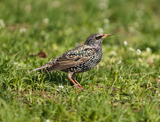 Starling trying to catch flies in the grass