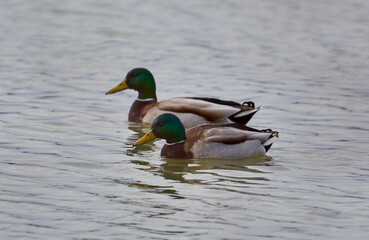Obraz premium Male and female teal ducks