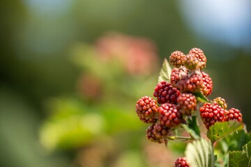 picking raspberry on a berry farm in tasmania australia.