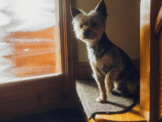 Sad looking Yorkshire terrier sitting on wooden stairs by entrance door of a house waiting for...
