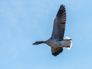 Greylag goose in flight on a sunny day in winter - 762171187