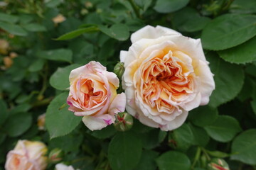 Peach colored flowers of two roses in mid May