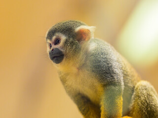 A Guianan squirrel monkey sitting on a branch - 762171966