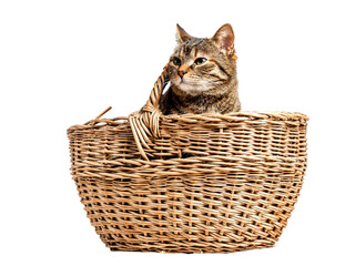 Fototapeta na wymiar Cute tabby cat in a old fashion wicker basket on white isolated background. Studio shot. Cute animal model.