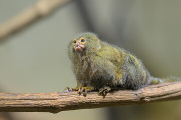 A cute little Pygmy marmoset sitting on a branch - 762172147