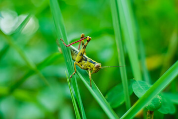 Green grasshoppers perched on leaves. Valanga nigricornis