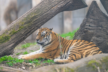 A tiger lying under a tree in a zoo - 762172500