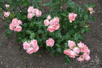 Bush of pink garden roses in full bloom in mid June