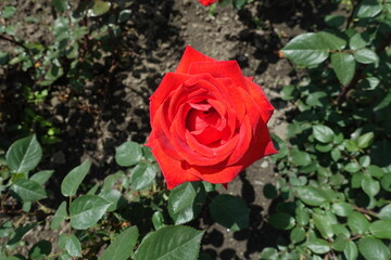 Bright red flower of one rose in June