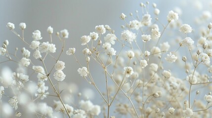 Beautiful gypsophila flowers on a light background. Tiny white flowers background.