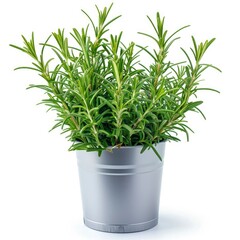 Rosemary Plant Aluminum Vase On White Background, Illustrations Images