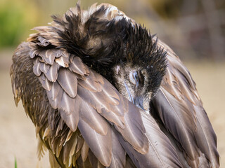 Portrait of a young Bearded Vulture in a zoo - 762173974