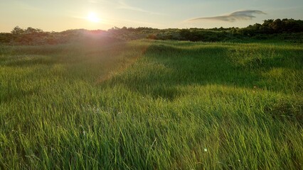 Obraz premium Serene Sunrise Over the Tranquil Meadow