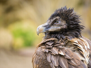 Portrait of a young Bearded Vulture in a zoo - 762174189