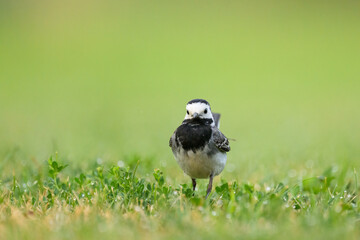 A White Wagtail running on a meadow - 762174506