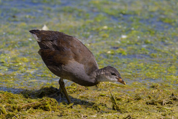 A young common moorhen walking near water - 762174576