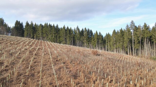 New trees planting field with reforestation process in rural area. Aerial