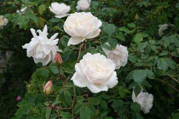 Several showy white flowers of roses in mid May