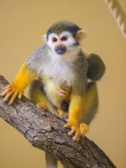 A Guianan squirrel monkey sitting on a branch - 762174944