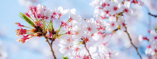 Branch of Japanese cherry with blossom.Nature concept backgrpund.