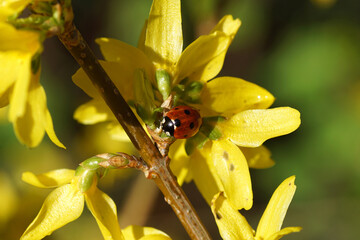 Seven-spot ladybird (Coccinella septempunctata) on yellow Easter tree or Forsythia flowers. Spring, March, Netherlands