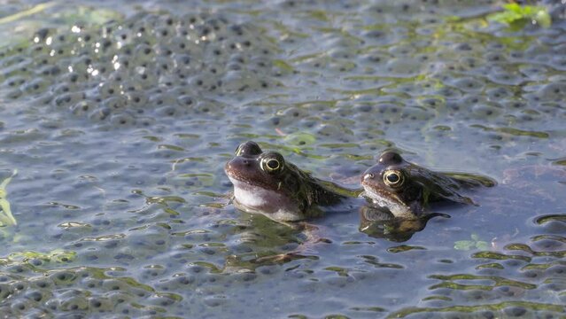 Two frogs sitting together in a pond between their spawn. Rana temporaria, the frogs are also known as the European common frog or European grass frog. Steady shot.