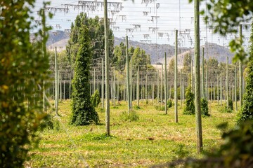 Obraz premium hops crop growing in a field on a farm in australia. beer hops plant harvest for brewing. vines growing up wire cable trellis for fruit and flower growth