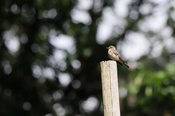 little bird on the fence