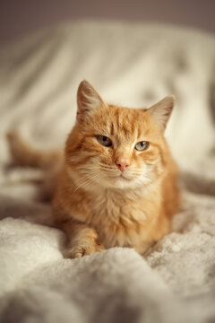A photo of a red cat on the bed.
