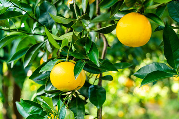 View of the Orange Garden, summer background. Farming content. A picturesque day and a gorgeous scene. Wonderful wallpaper image. Discover the beauty of the world