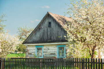 rural wooden traditional Ukrainian hut among flowering fruit trees in the spring garden. Ukraine.
